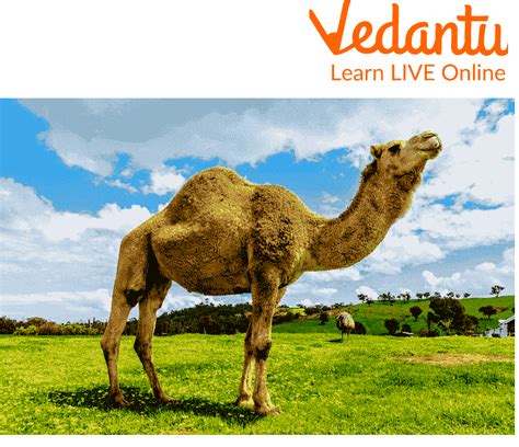 camel.ph registration|Camel.com .